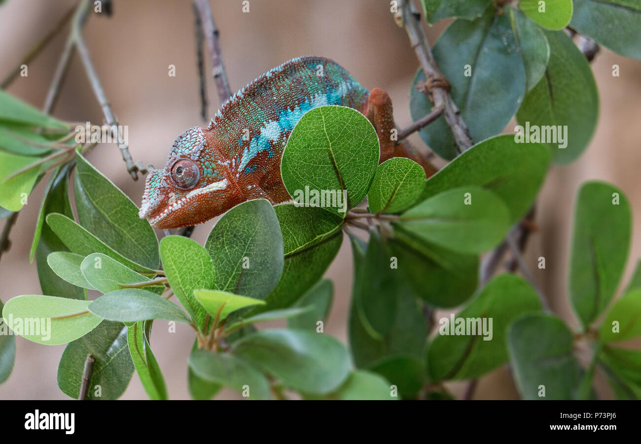 Panther chameleon Furcifer pardalis auf einem Zweig Stockfoto