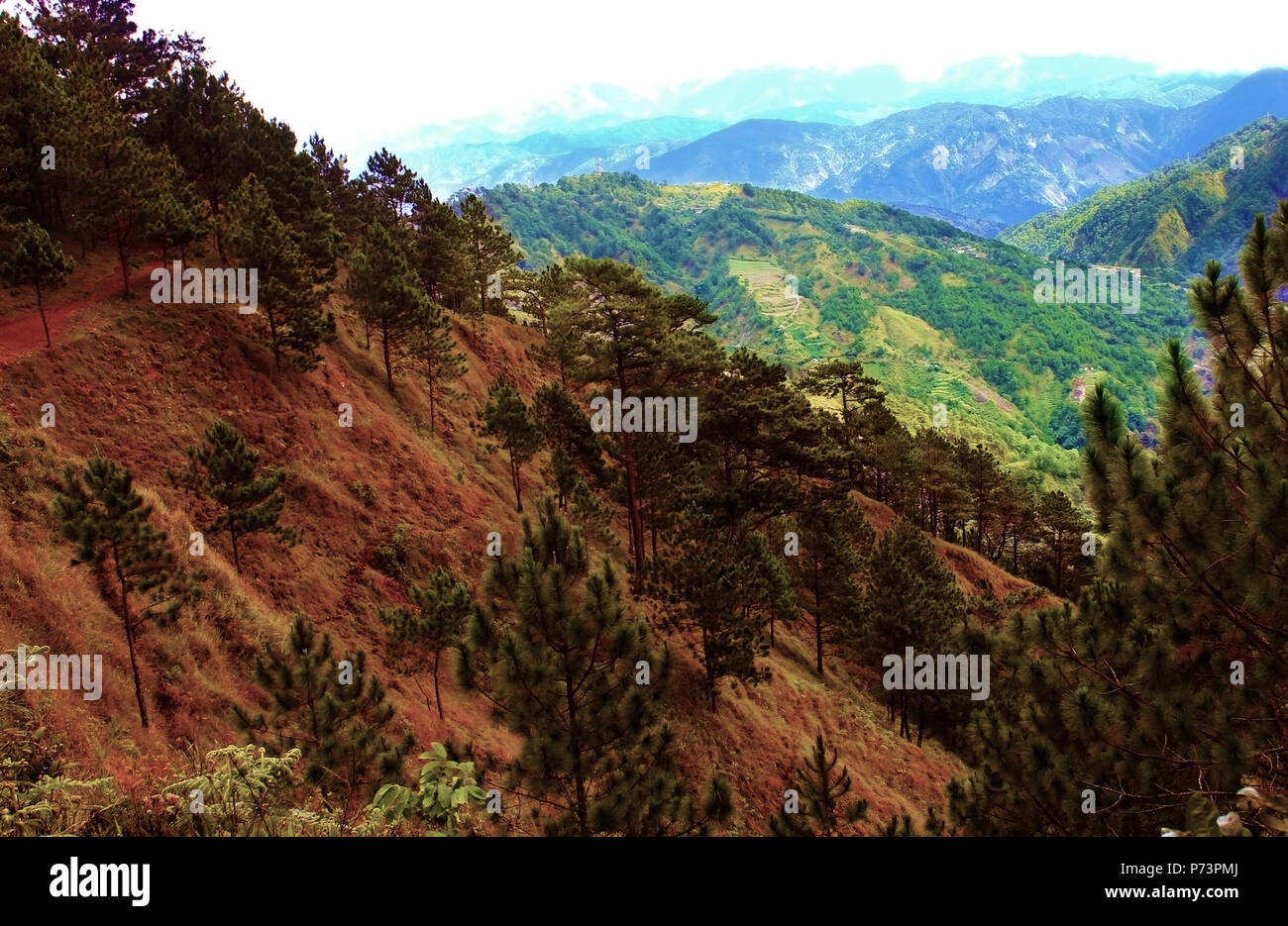 Schöne Landschaft, Mountain Pine Ridge Alpine View, Pinien Landschaft, Mountain Wilderness Stockfoto