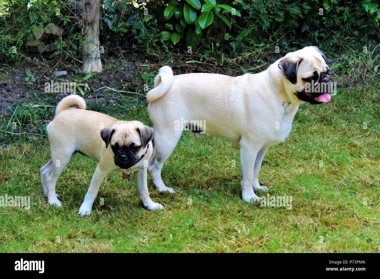 Ein Jahr alten männlichen Mops und einem drei Monate alten weiblichen Tuckern (Chihuahua x Pug), im Garten. Stockfoto