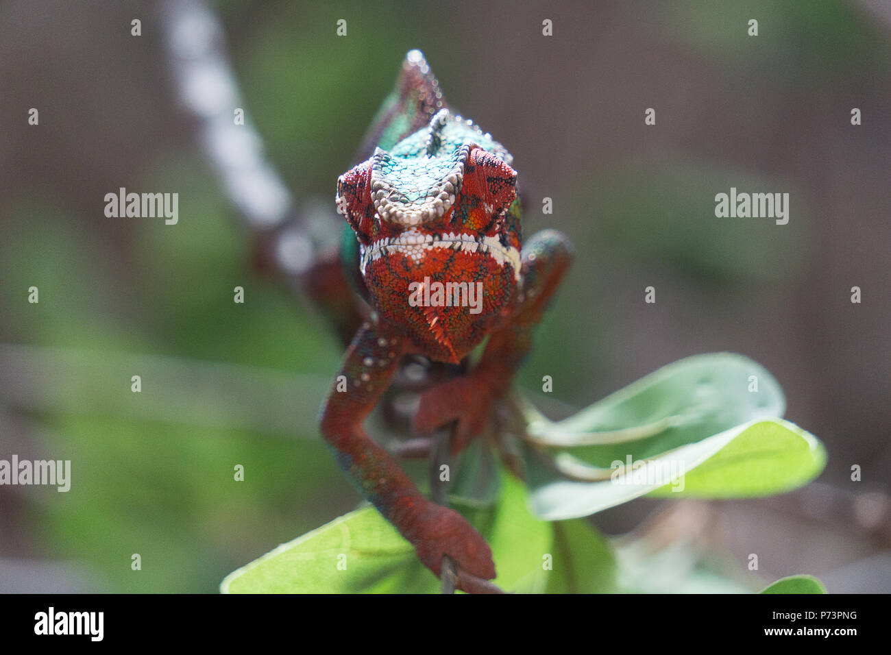 Panther chameleon Furcifer pardalis auf einem Zweig Stockfoto