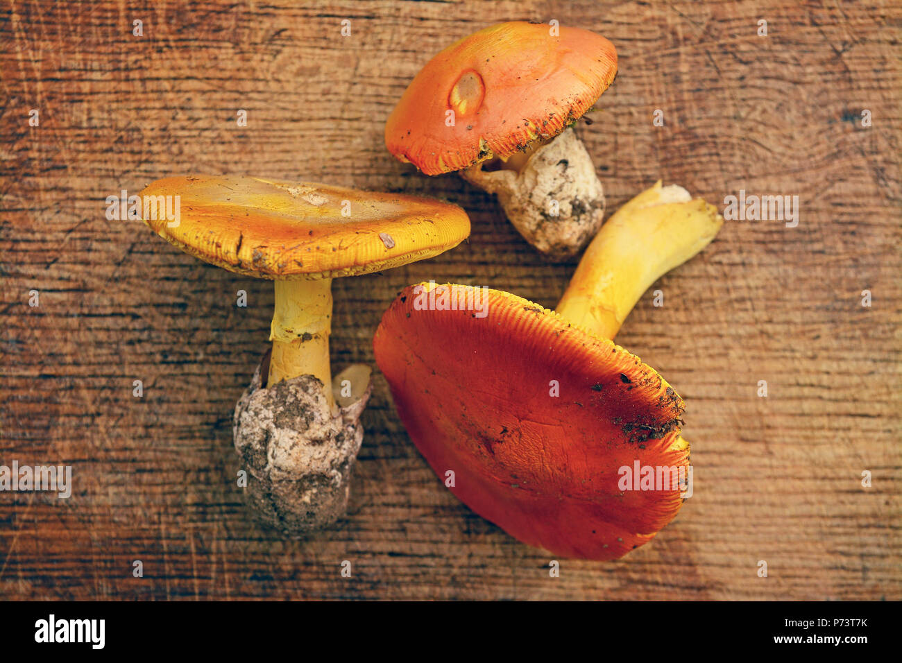 Genießbare Amanita Caesarea Pilze an Holz Stockfoto