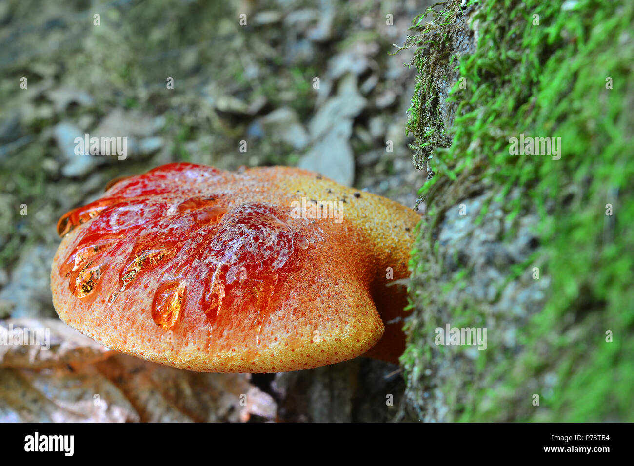 Fistulina leberblümchen Pilz, auch wie ein Ochse, der Zunge oder beefsteak Pilz bekannt Stockfoto