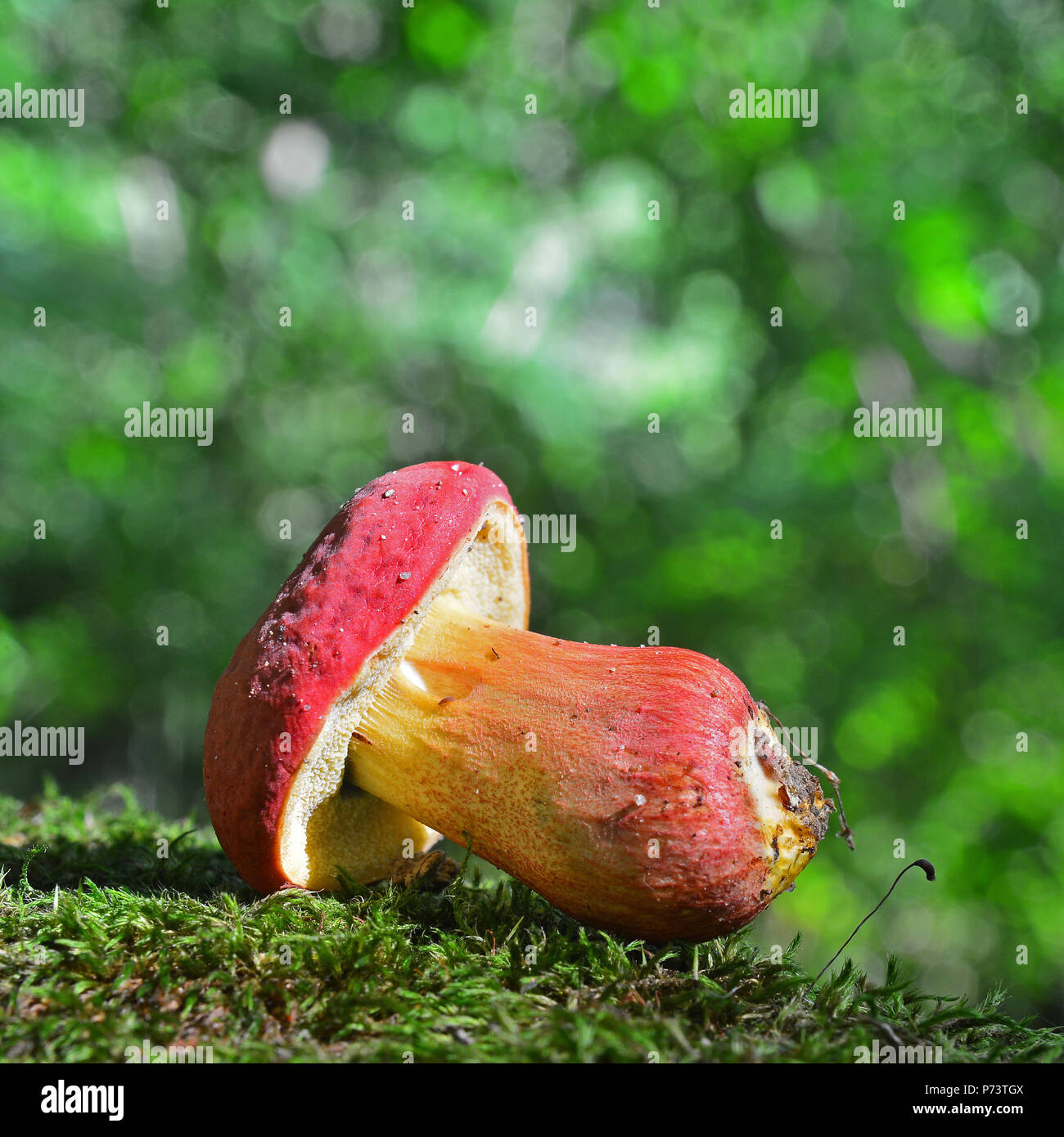 Hortiboletus rubellus Pilz, früher bekannt als steinpilze rubellus Stockfoto