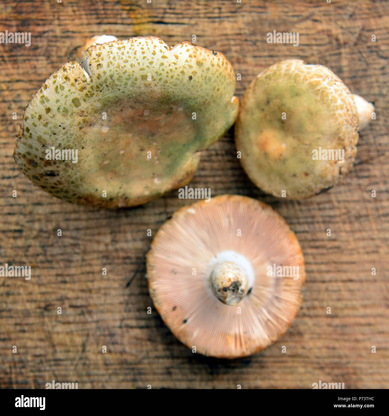 Psathyrella virescens Pilze an Holz Stockfoto