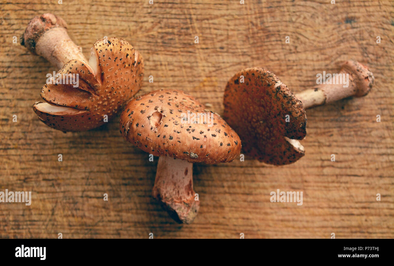 Amanita rubescens Pilze an Holz, essbare nach dem Kochen Stockfoto