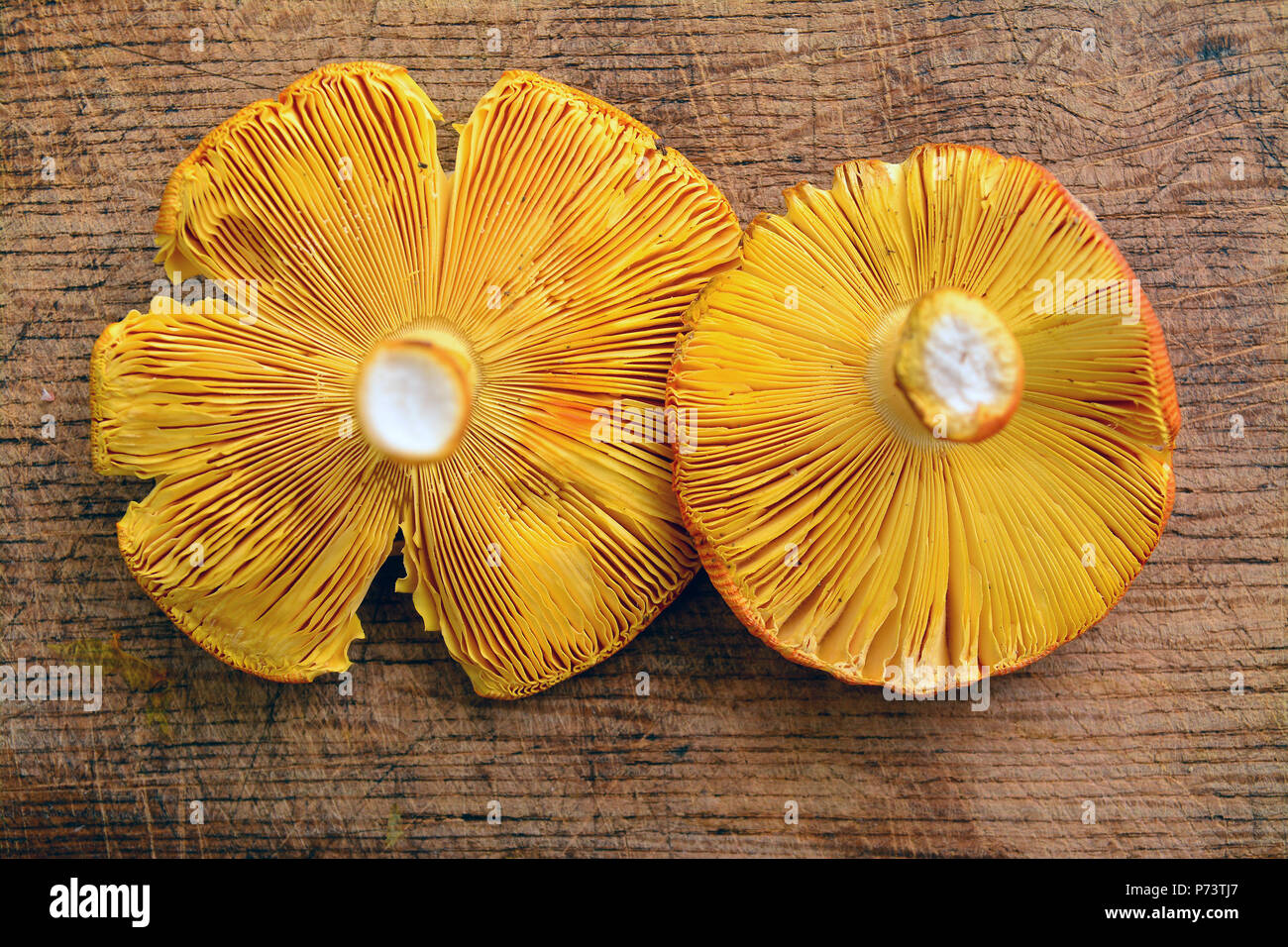 Hüte und Kiemen von Amanita Caesarea Pilze Stockfoto