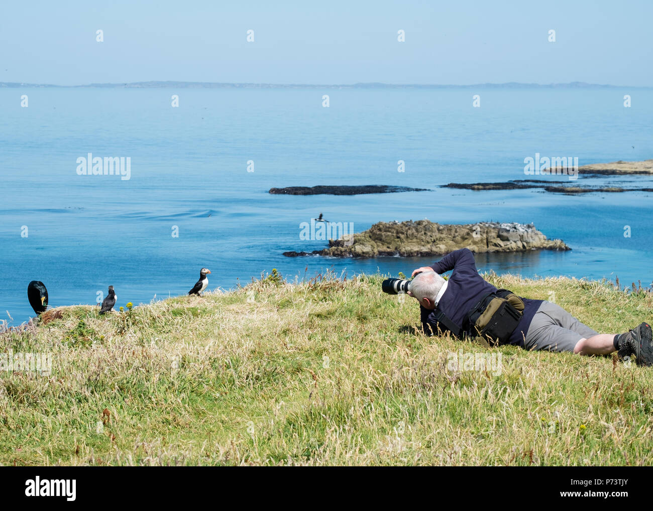 Fotograf, Foto Papageientaucher auf Lunga Treshnish-inseln, Schottland Stockfoto