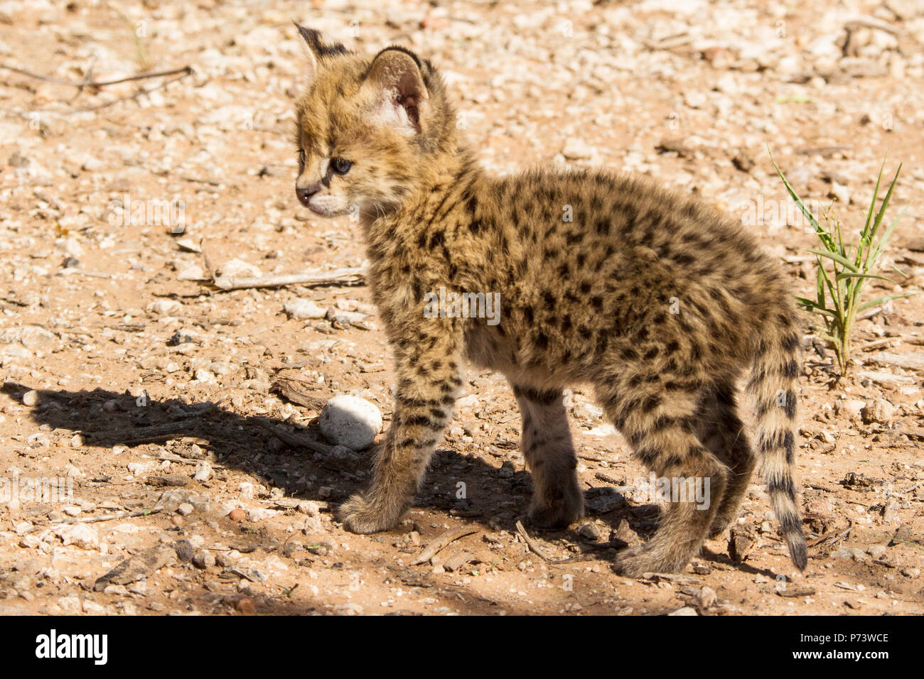 Gerettet - Leptailurus serval Serval Kätzchen - stehend. Stockfoto