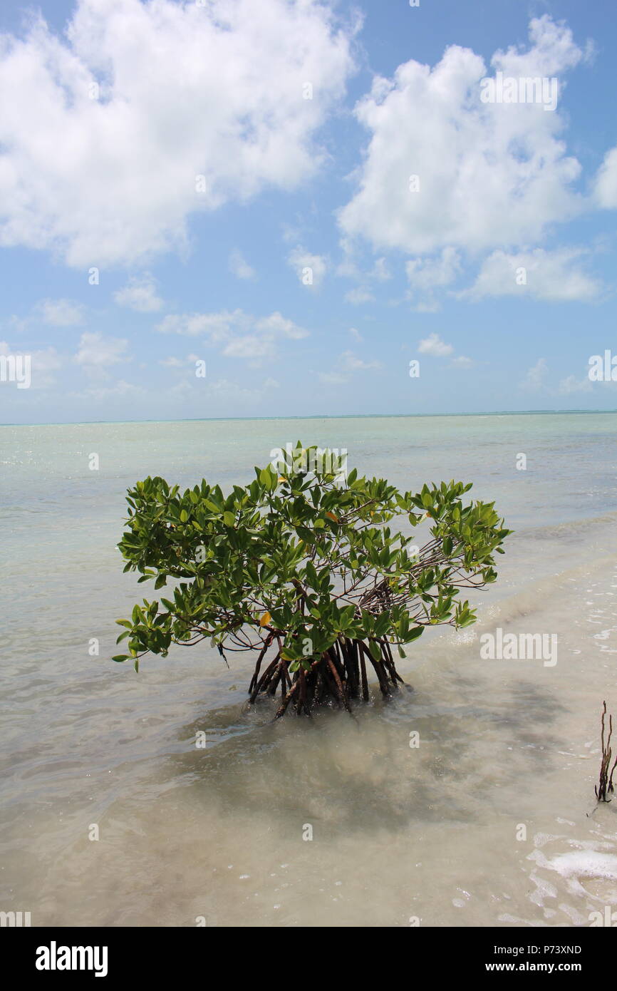 Meer Belize Stockfoto