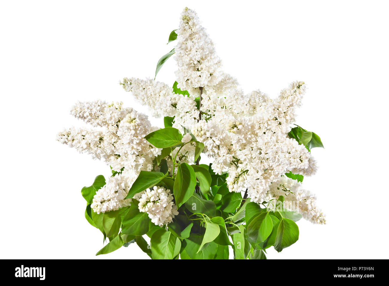 Blumenstrauß aus den weißen Flieder auf einem weißen Hintergrund. Stockfoto