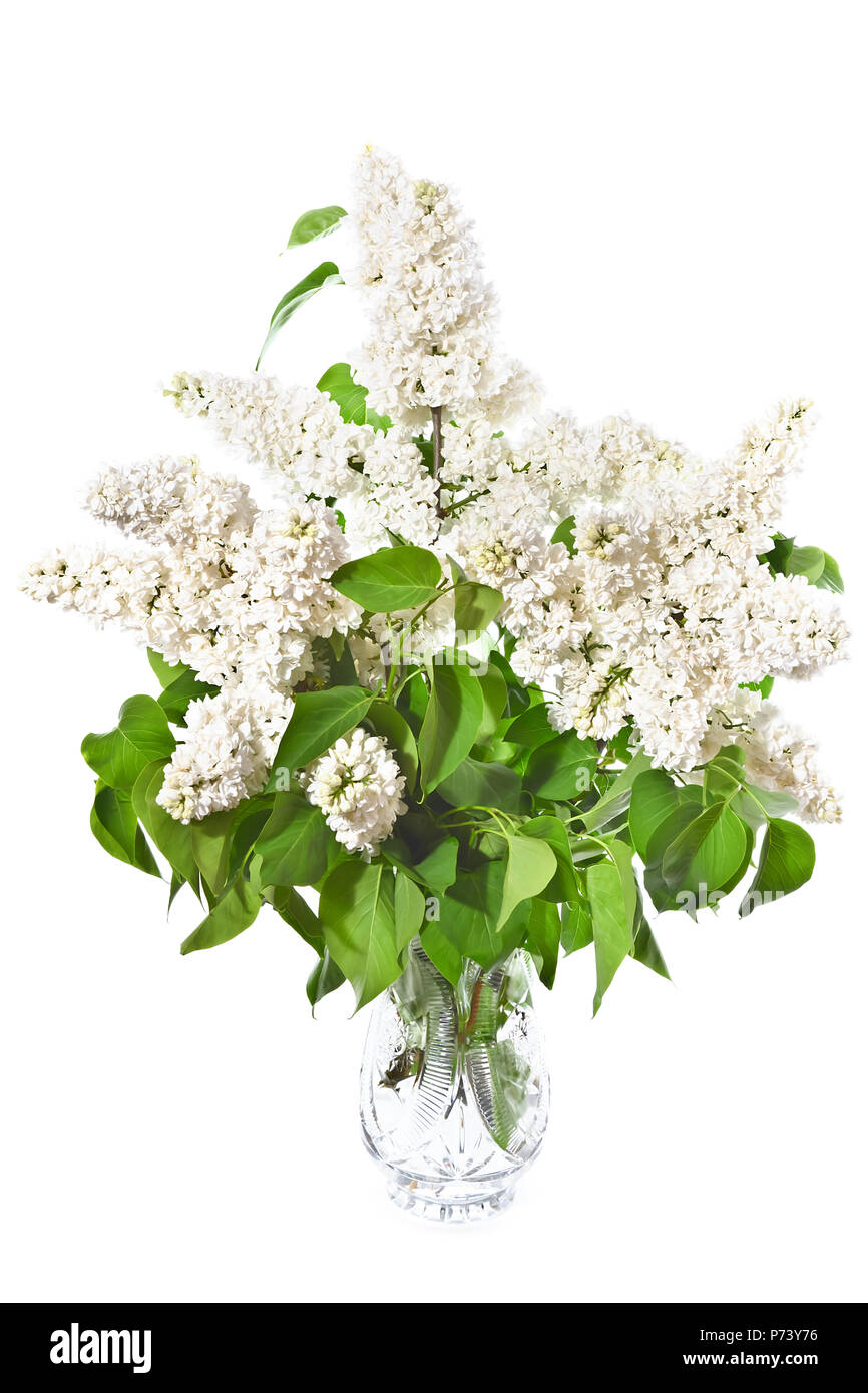 Blumenstrauß aus den weißen flieder und lila Flieder in einem Kristall Vase auf einem weißen Hintergrund Stockfotografie