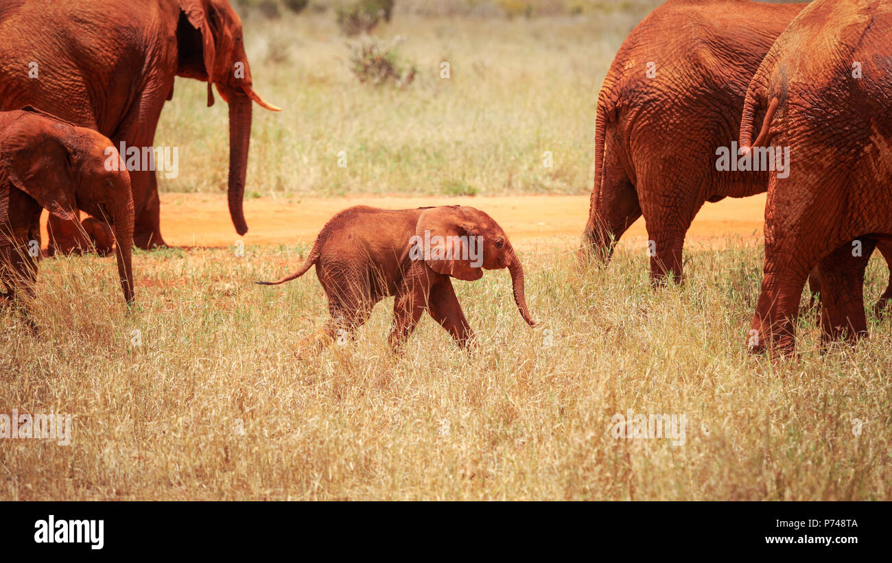 Baby afrikanischen Savanne Elefant (Loxodonta africana) zwischen mehr Erwachsene, alle von ihnen mit rotem Staub bedeckt. Tsavo Ost Nationalpark, Kenia Stockfoto