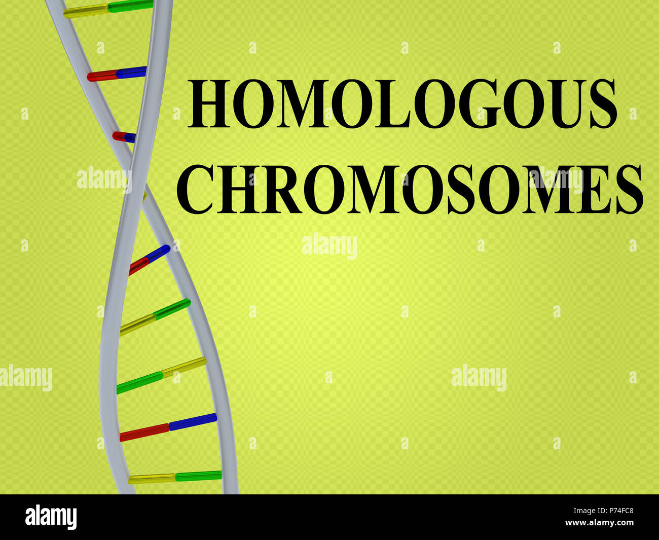 3D-Darstellung der homologen Chromosomen script mit DNA-Doppelhelix, auf hellgrün Gradient isoliert. Stockfoto