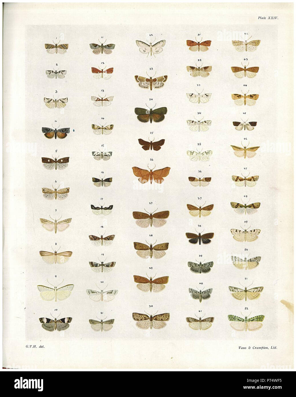 Englisch: Platte XXIV die Schmetterlinge und Motten von Neuseeland. 1928 40 Platte XXIV die Schmetterlinge &Amp; Motten von Neuseeland Stockfoto