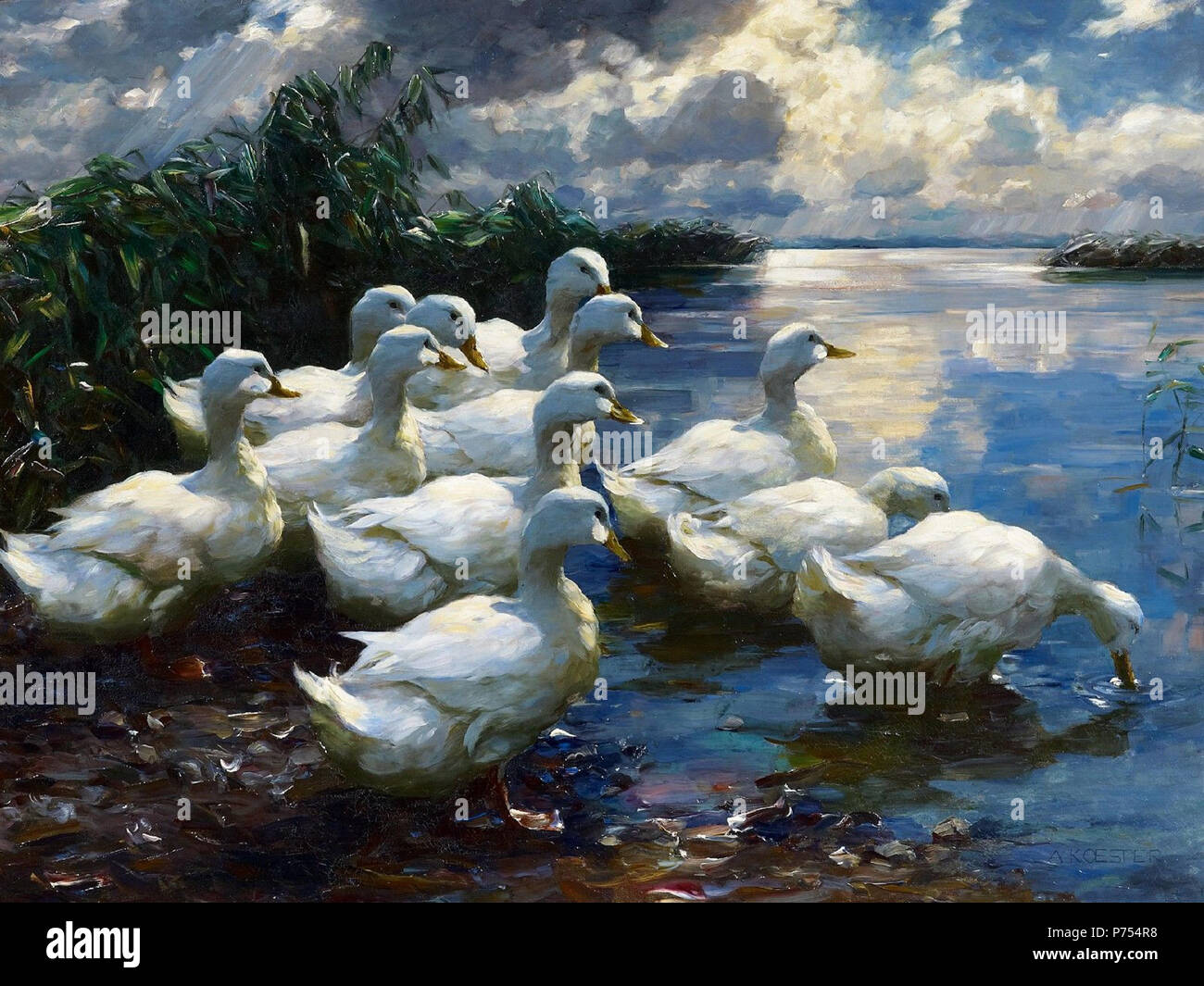 Deutsch: Enten am Ufer des Bodensees. 1932 8 Alexander Koester Enten am Ufer Stockfoto