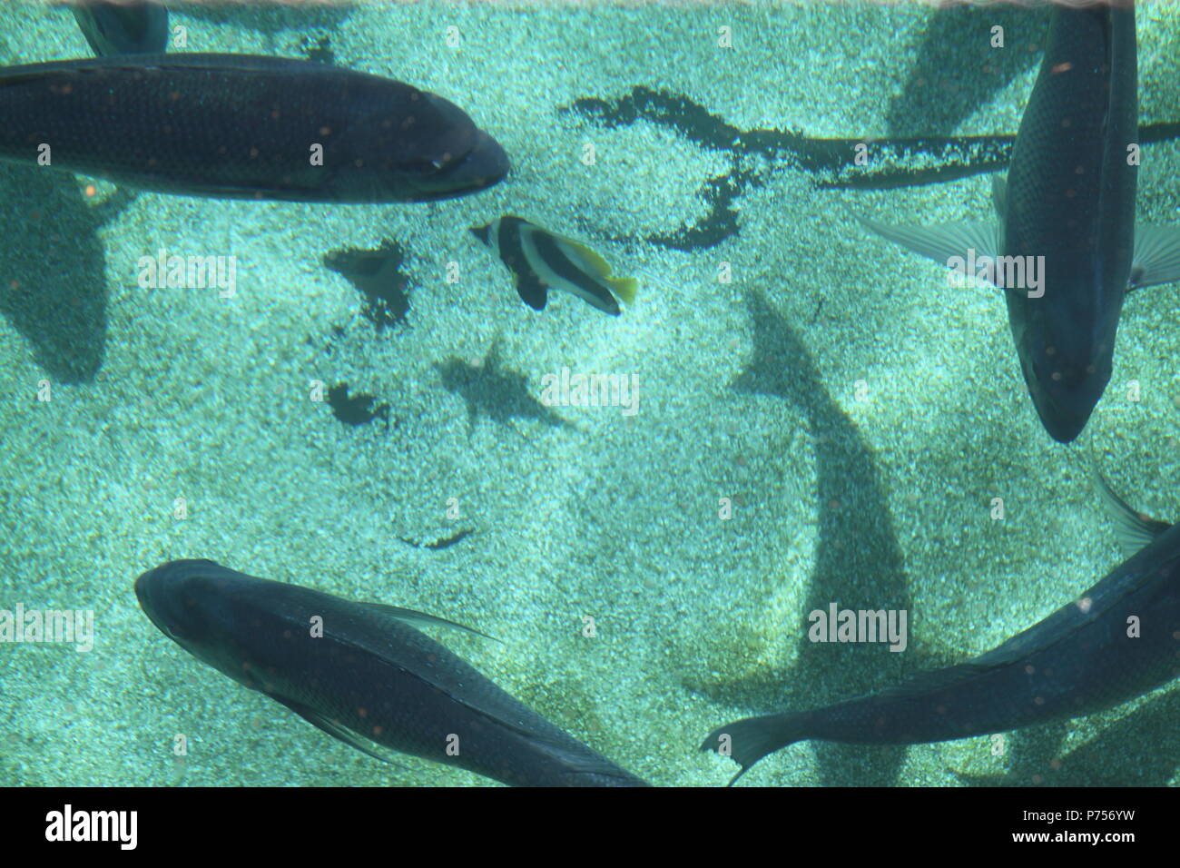 Schwarm von Fischen in den Küstengebieten Felsenpools, Gold Coast, Australien Stockfoto