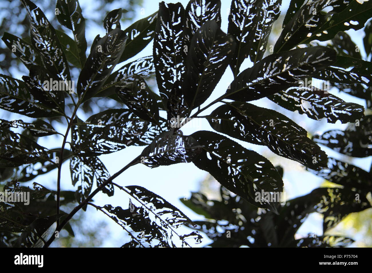 Laub von Koda Baum (Ehretia acuminata) Stockfoto