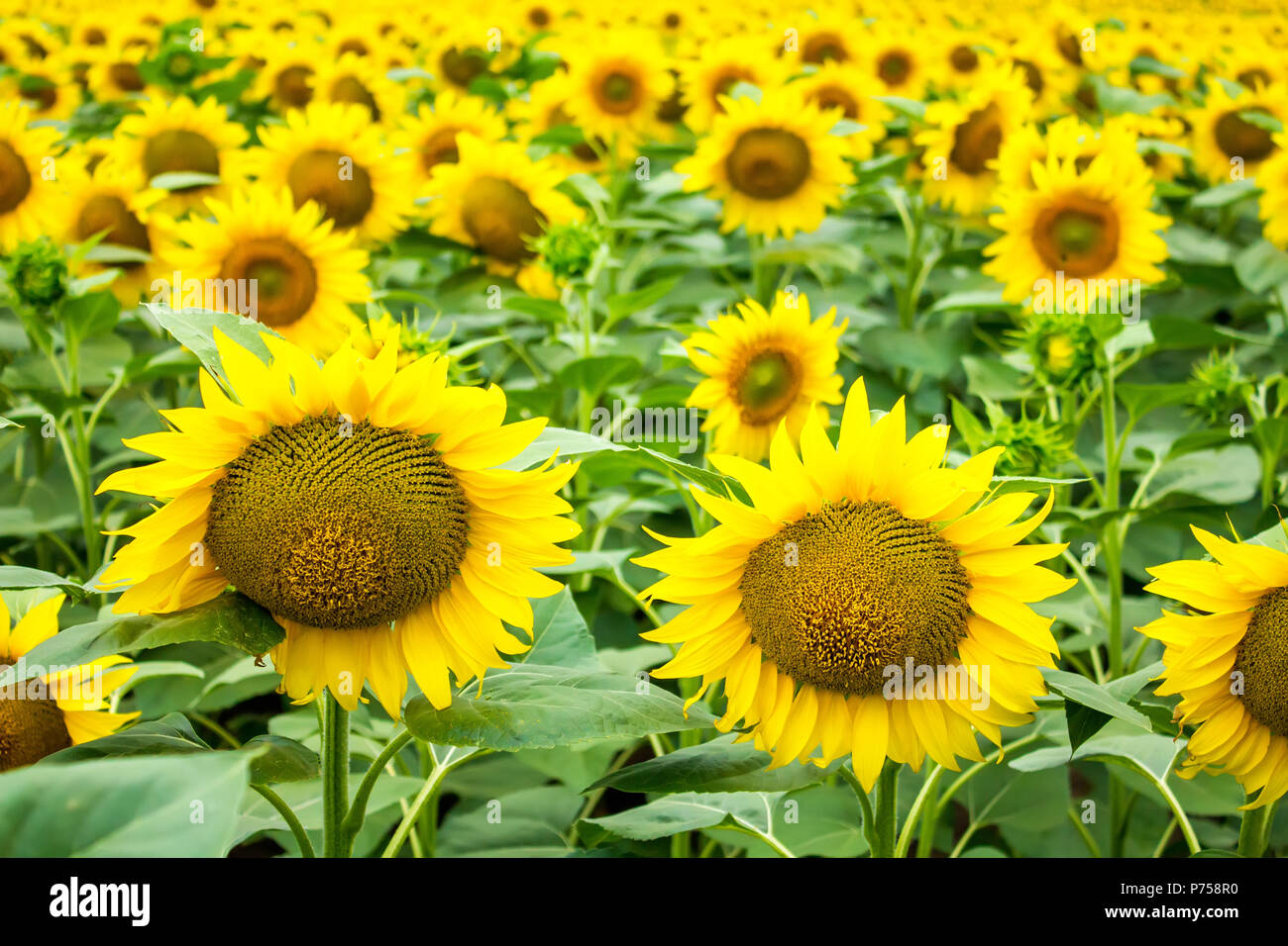 Eine Menge Sonnenblumen auf dem Feld Stockfoto