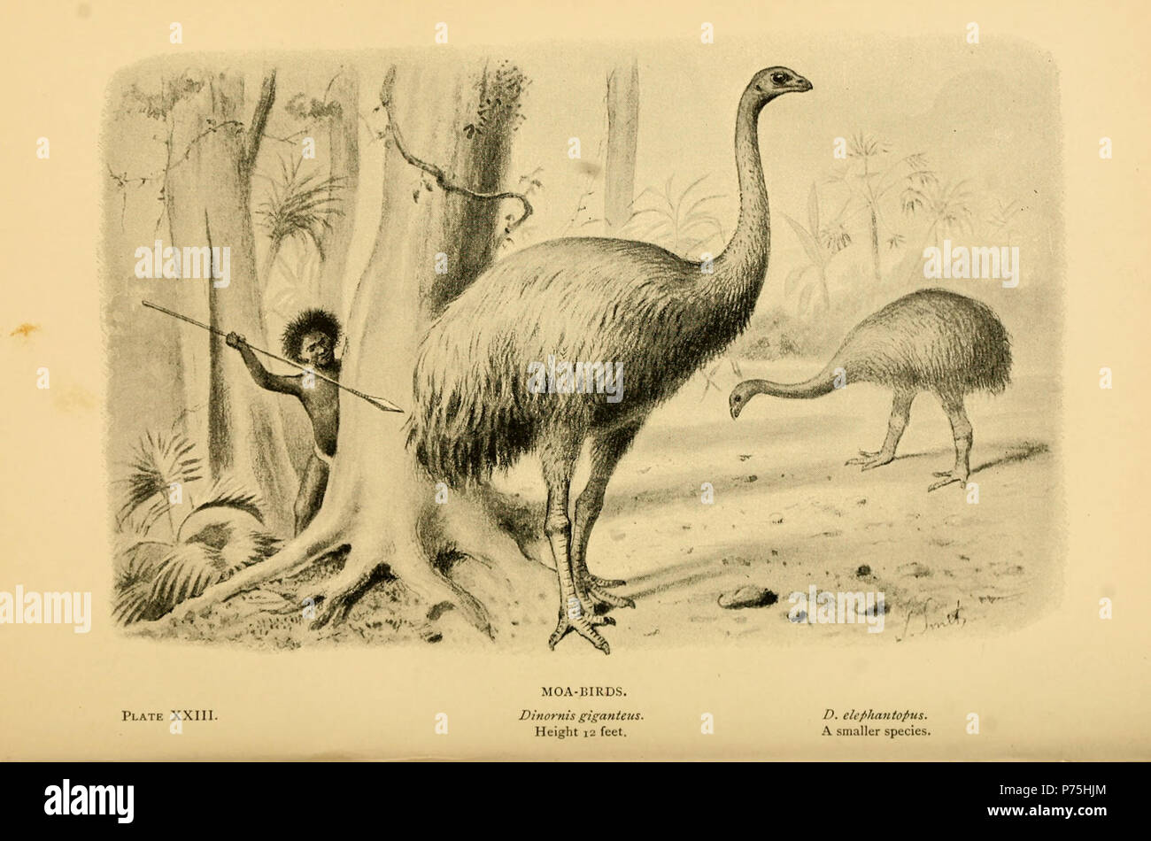 Originale Bildunterschrift: "Moa Vögel. Dinornis giganteus, Höhe 12 Meter. D. elephantopus, einem kleineren Arten. " Deutsch: Hunting Moa Vögel vom Aussterben Monster: Eine populäre Konto bei einigen der grösseren Formen der Alten tierischen Lebens 1892. Hinweis: Pachyornis elephantopus ist der gültige Namen D. elephantopus bezeichnet. 1896 (Titelseite) 141 Hunting Moa Stockfoto