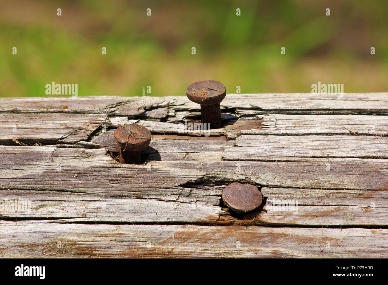 Einloggen mit Nägeln in Schuß Nahaufnahme mit einem grünen Boden zurück Stockfoto