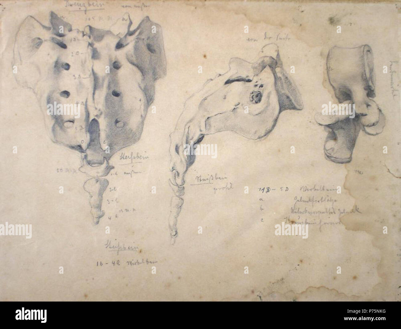 Pedro Weingartner [pélvis] 038 Grafite 24,3 x 32,5 cm 177 Pedro Weingärtner - Estudo, S.D. Stockfoto