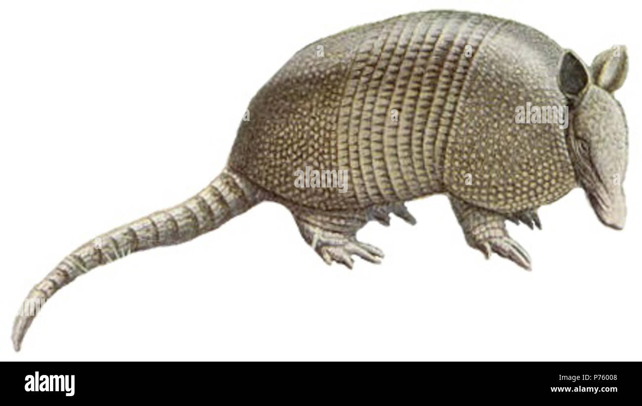 Lithographie von neun - Gebänderte armadillo von 1918 National Geographic kleines Säugetier-Serie. 1918 170 9-Gebändert - Armadillo weißer Hintergrund Stockfoto
