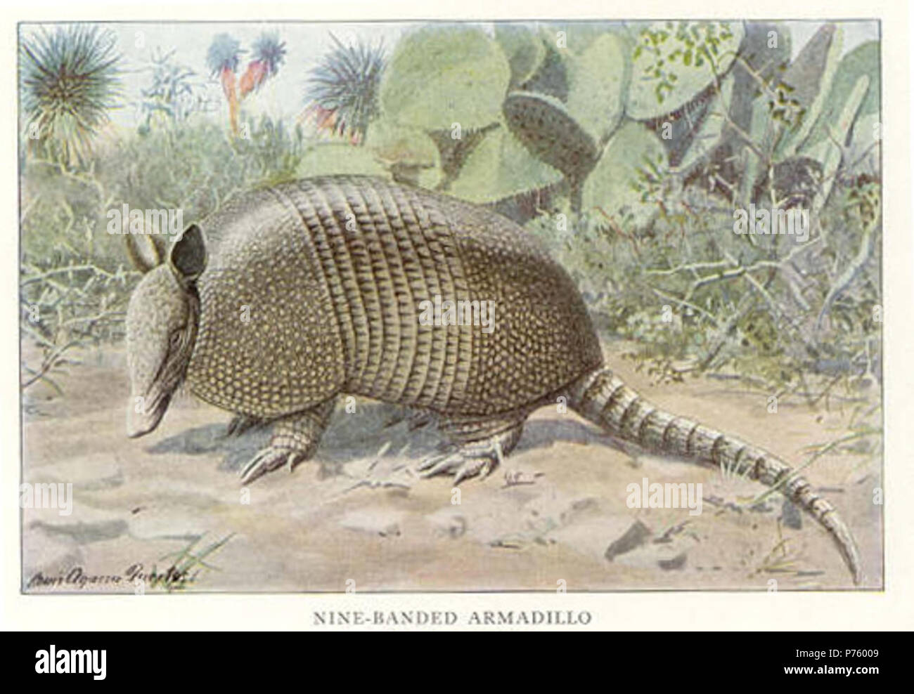 Lithographie von neun - Gebänderte armadillo von 1918 National Geographic kleines Säugetier-Serie. 1918 170 9-Gebändert - Armadillo Stockfoto