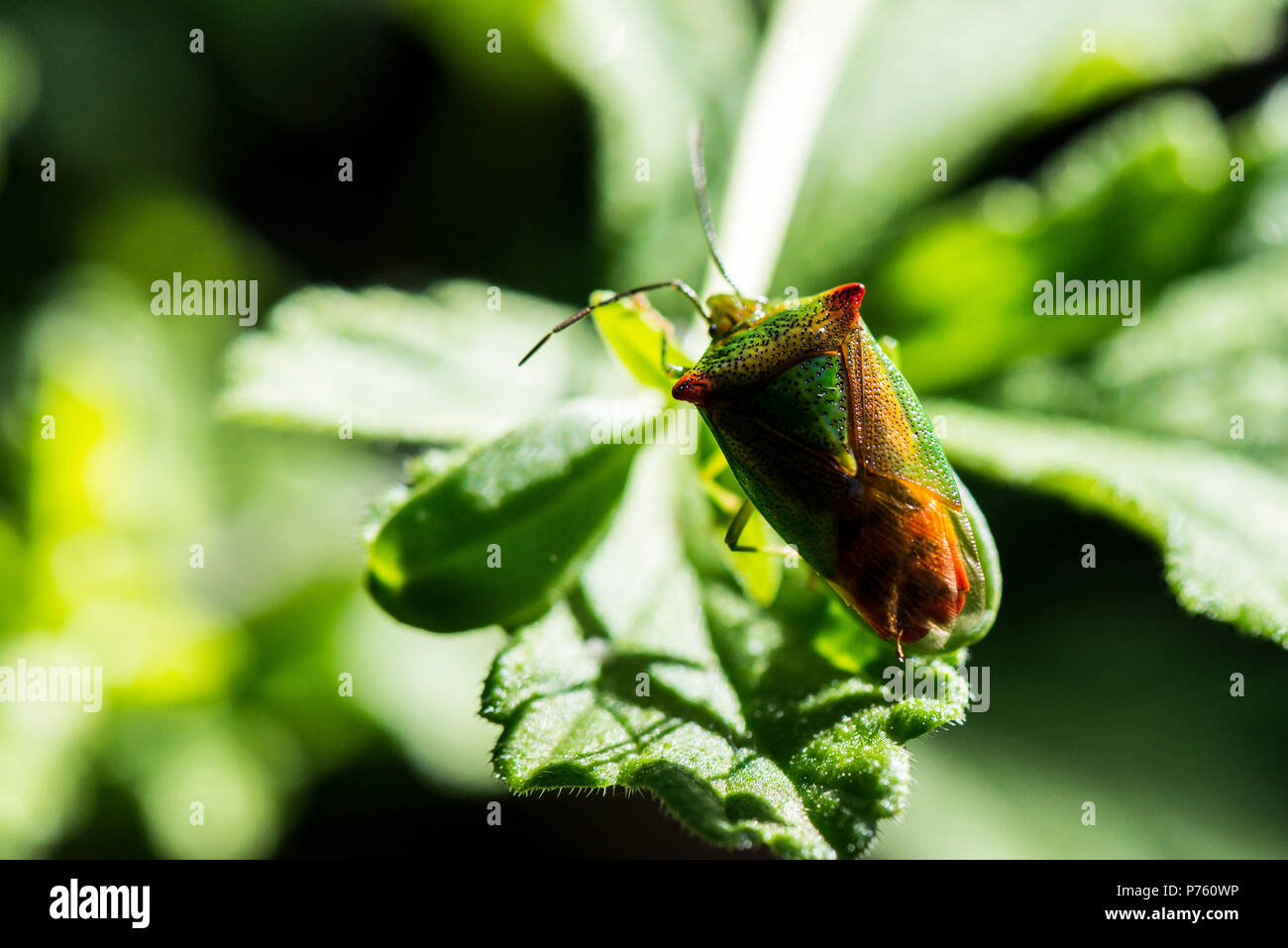 Ein weißdorn shield Bug (Acanthosoma haemorrhoidale) auf einem Blatt Stockfoto