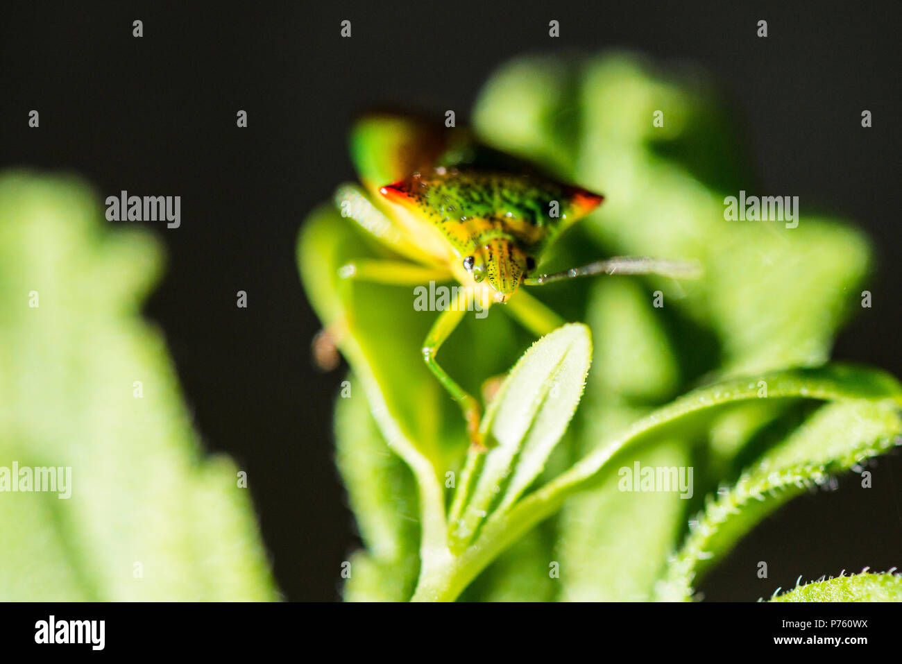 Ein weißdorn shield Bug (Acanthosoma haemorrhoidale) auf einem Blatt Stockfoto