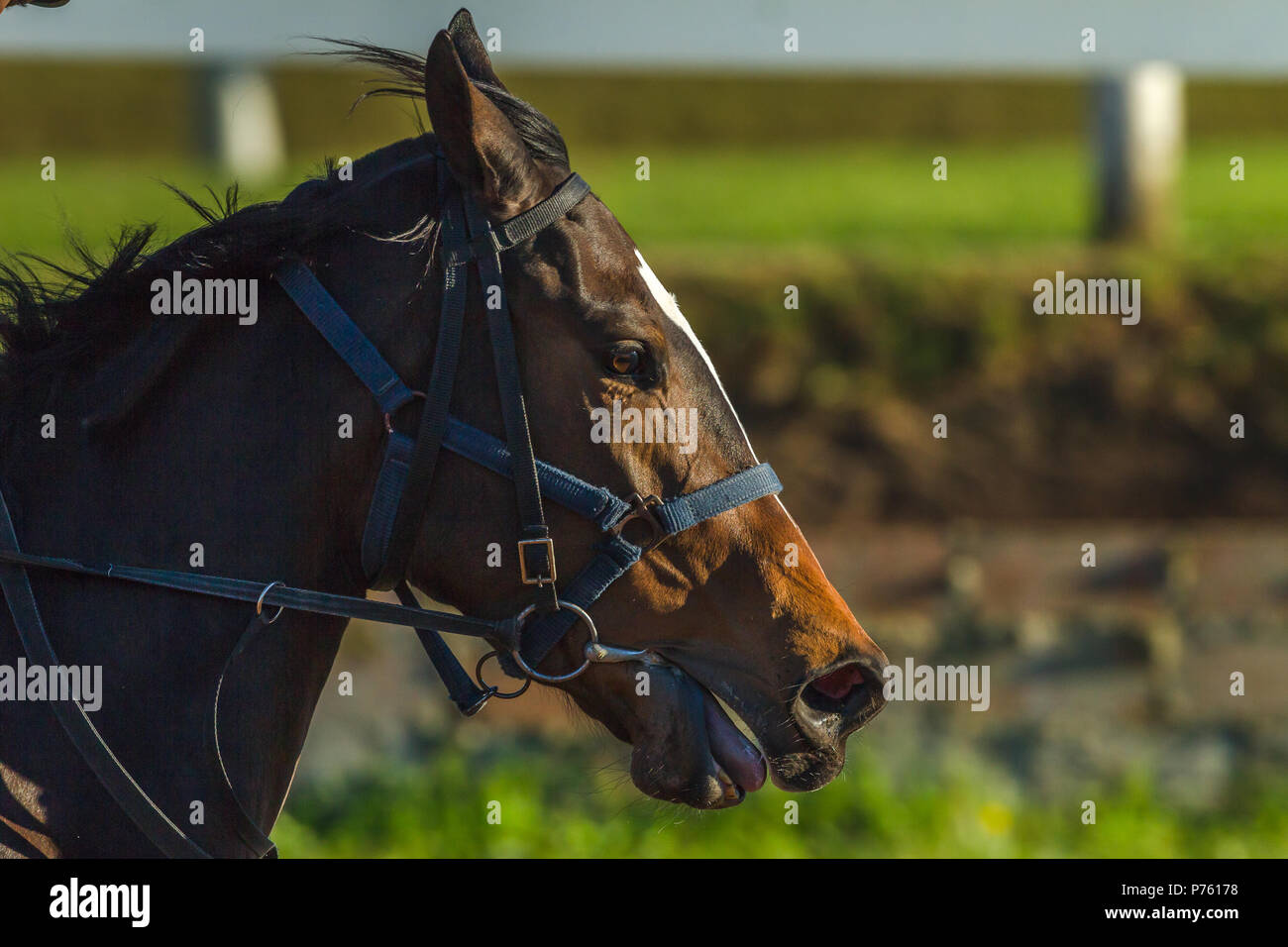 Race Horse Closeup laufen Kopf Nasenlöcher Aktion Foto detail. Stockfoto