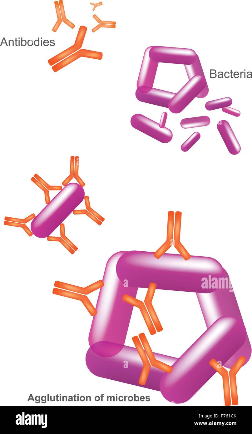 Antikörper und Bakterien. Abbildung: Gesundheitsversorgung und medizinische Infografik. Stock Vektor