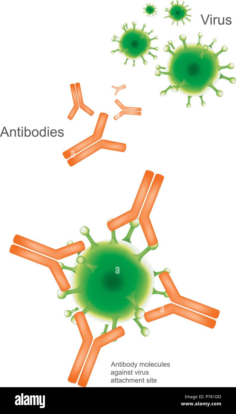 Antikörper und Virus. Abbildung: Gesundheitsversorgung und medizinische Infografik. Stock Vektor