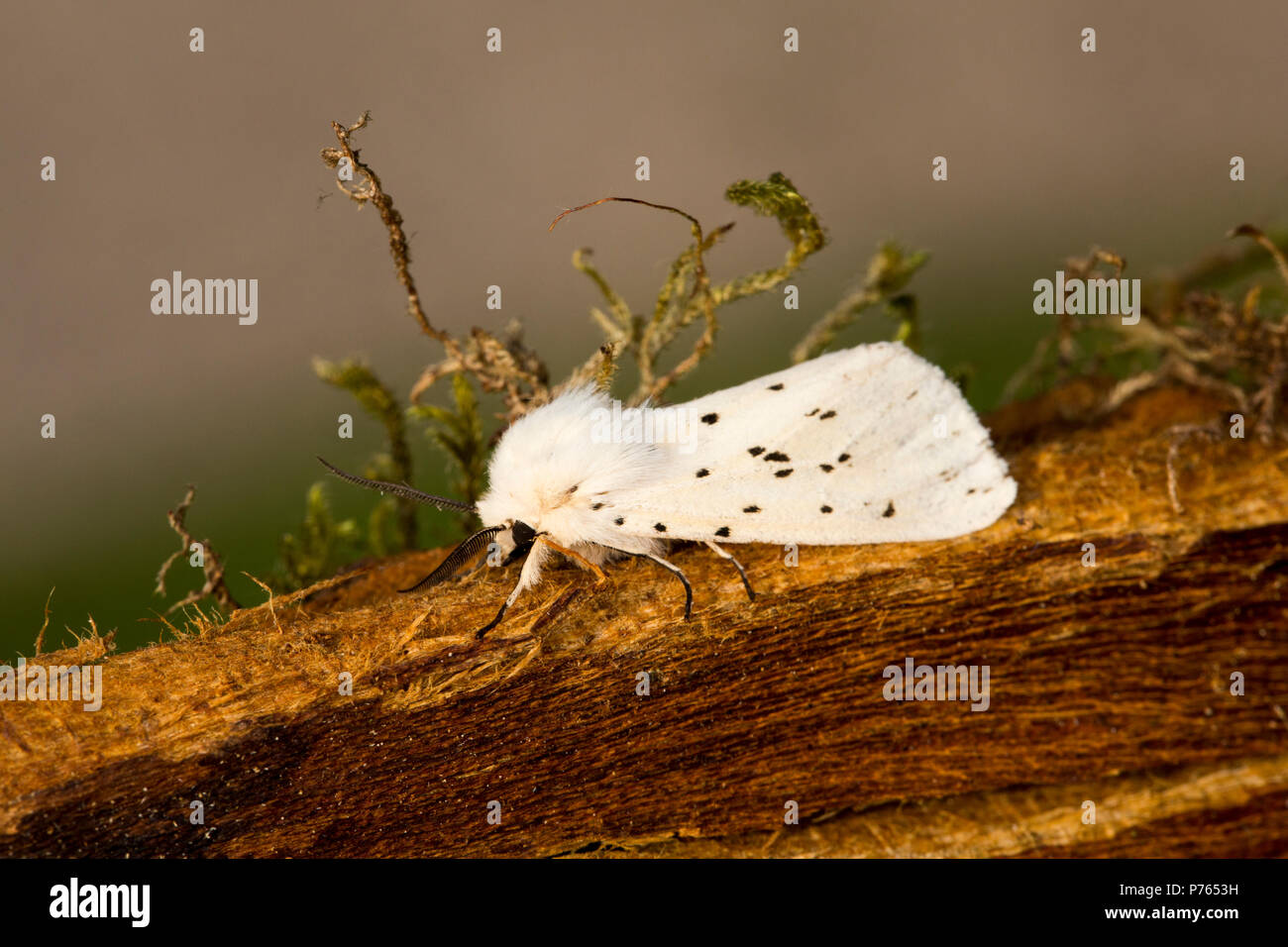 Eine weiße Hermelmotte, Spilosoma lubricipeda, die in einer Quecksilberdampfmottenfalle gefangen wurde, die in der Nähe eines Gartenteiches aufgestellt wurde. Lancashire England GB Stockfoto