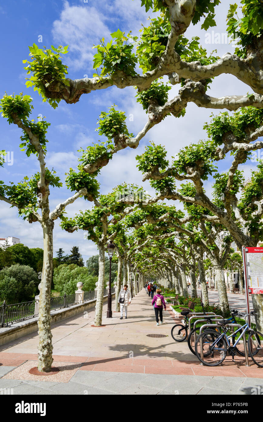 Burgos, Spanien - 13. Juni 2018: Die von Bäumen gesäumten Promenade Boulevard im Frühjahr im historischen Zentrum von Burgos, Spanien Stockfoto
