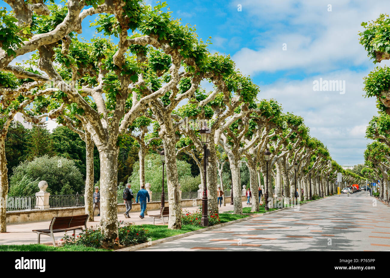 Von Bäumen gesäumten Promenade Boulevard im Frühjahr im historischen Zentrum von Burgos, Spanien. Stockfoto
