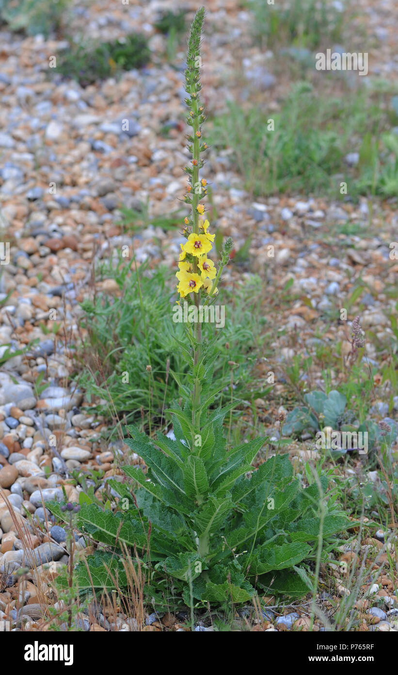 Gelbe blumen Dunkle Königskerze (molène nigrum) wachsen auf sehr schlechten steinigen Boden hinter den Strand von Rye Bay. Roggen Hafen Naturschutzgebiet, Roggen, Sus Stockfoto