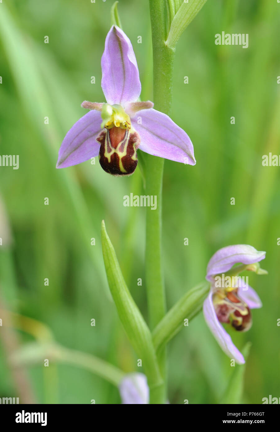 Blume eines Bienen-ragwurz (Ophrys apifera). Roggen Hafen Nature Reserve. Roggen, Sussex, UK Stockfoto