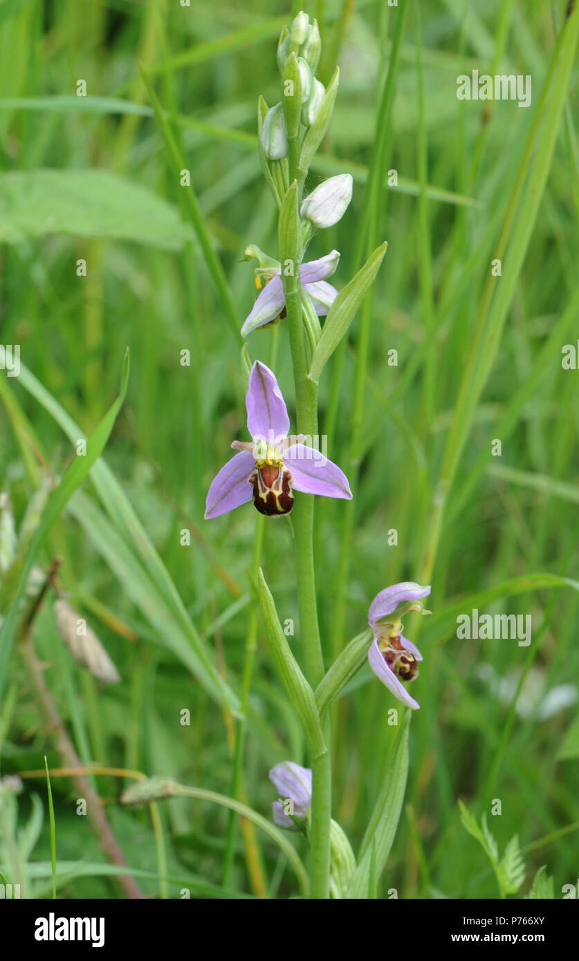 Blumen und Blüten sowie deren Knospen auf den blühenden Kopf einer Bienen-ragwurz (Ophrys apifera). Roggen Hafen Nature Reserve. Roggen, Sussex, UK Stockfoto
