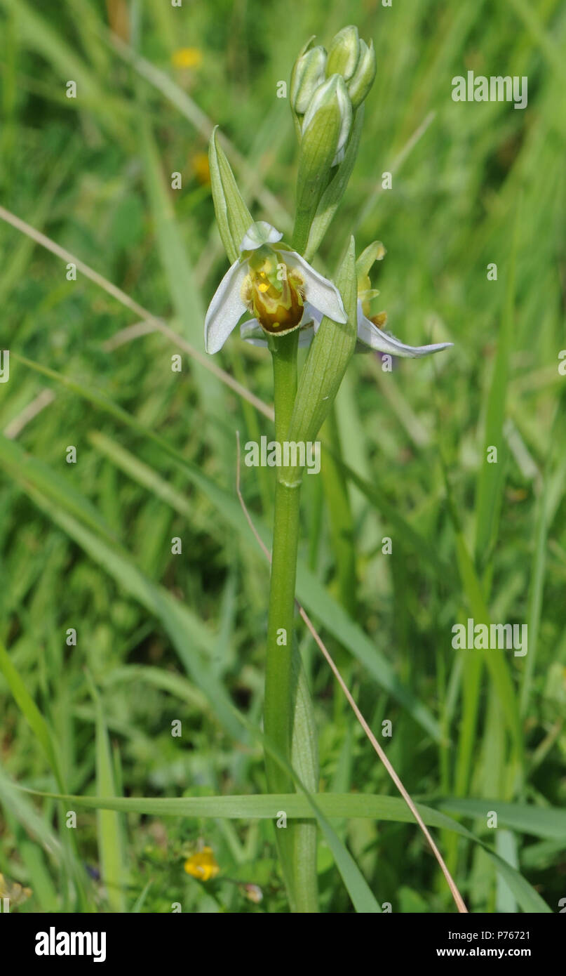 Blumen und Blüten sowie deren Knospen auf den blühenden Leiter der gelbe Form der Bienen-ragwurz (Ophrys apifera var chlorantha). Roggen Hafen Nature Reserve. Roggen, Sussex, UK Stockfoto