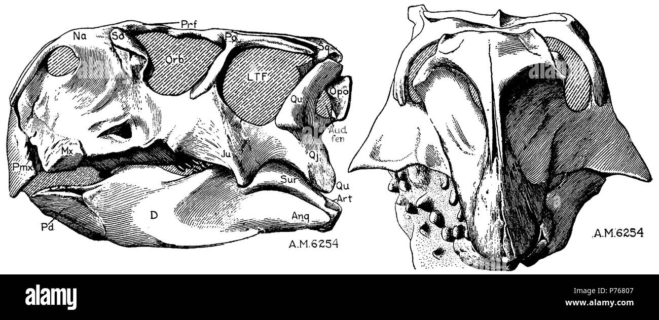 183 Psittacosaurus Schädel lateral Stockfoto