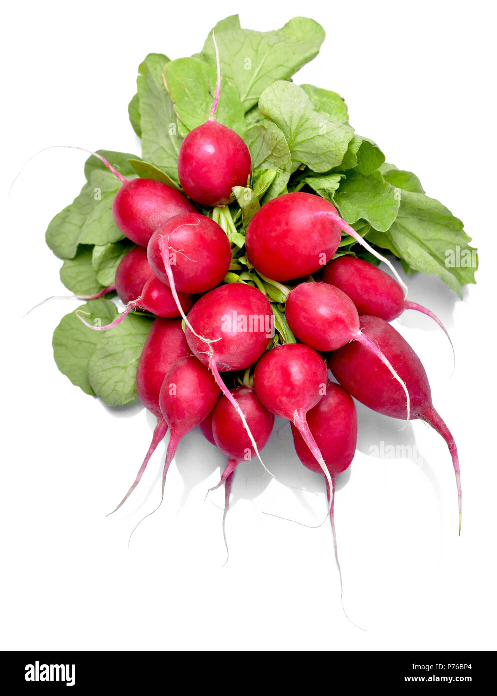 Reif Rettich Bündel, auf weißem Hintergrund. Rot oder Rosa Rettich mit grünen Blättern, Salat Gemüse. Stockfoto
