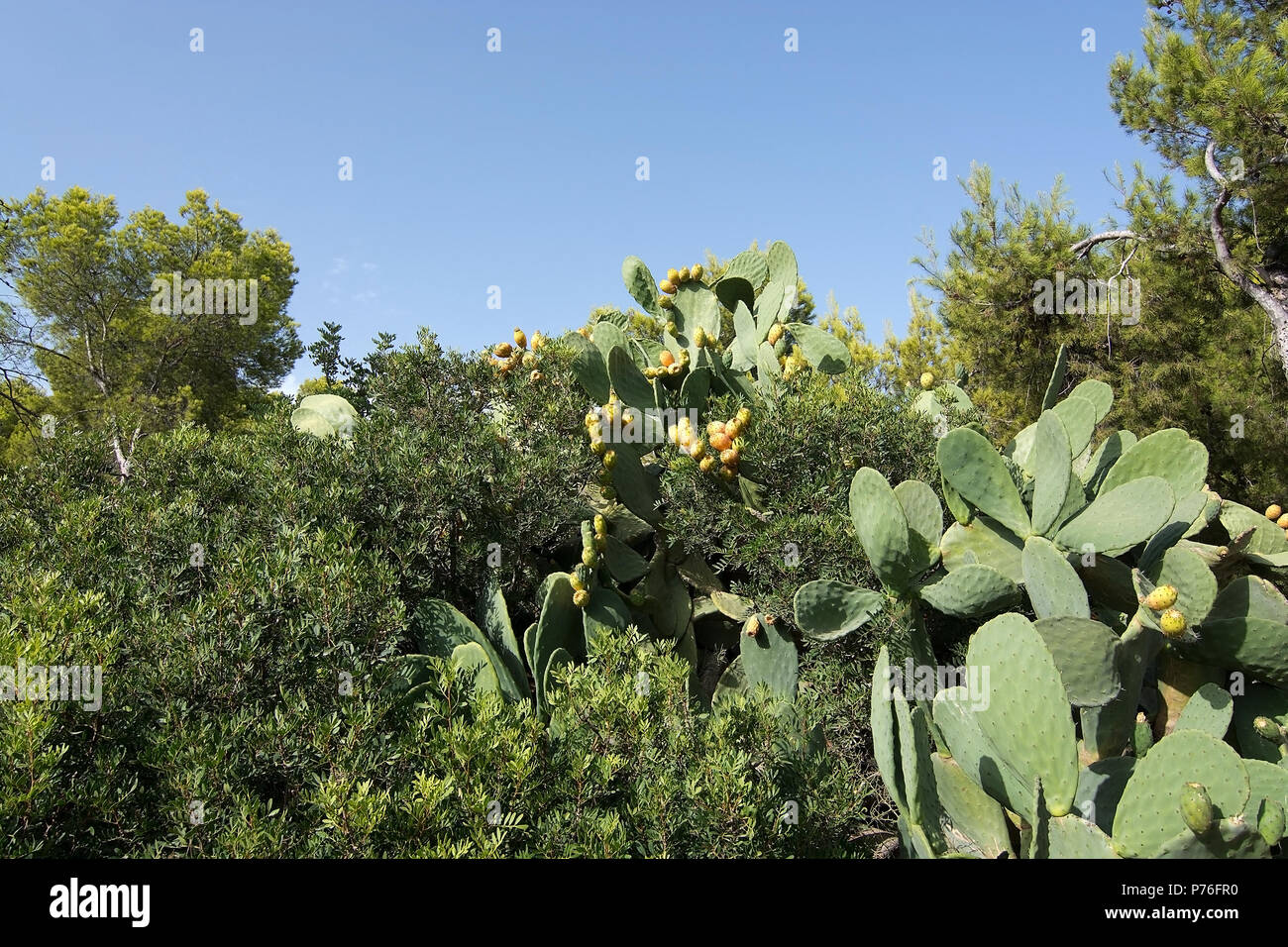 Feigenkakteen und Blätter in Mallorca im August. Stockfoto