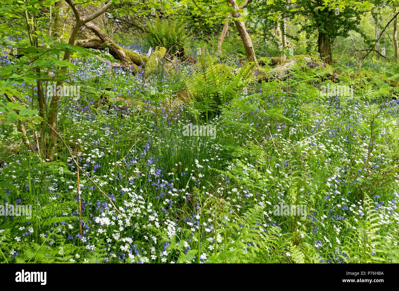 Bleuglocken und weiße größere Zierblumen unter Holzholz im Frühjahr Banerigg Wood Cumbria England Großbritannien GB Großbritannien Stockfoto