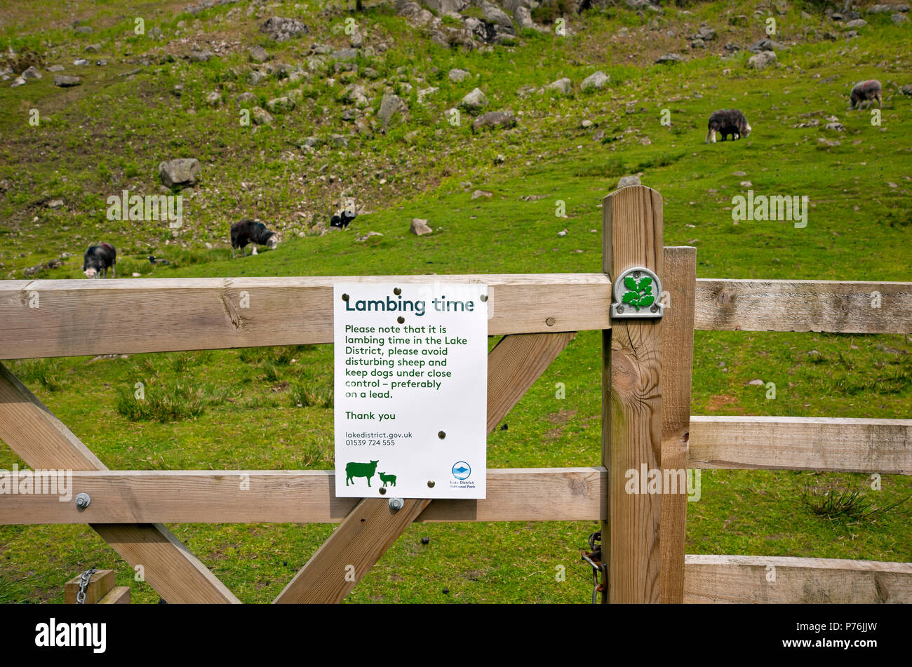 Nahaufnahme eines Warnschildes mit Schafen im Hintergrund am Tor im Frühling Lake District National Park Cumbria England Großbritannien Großbritannien Stockfoto