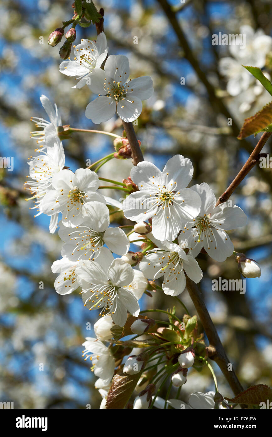 Weiß Frühling Blüten des Großen Weißen Kirschbaum Prunus Tai Haku, UK. Stockfoto