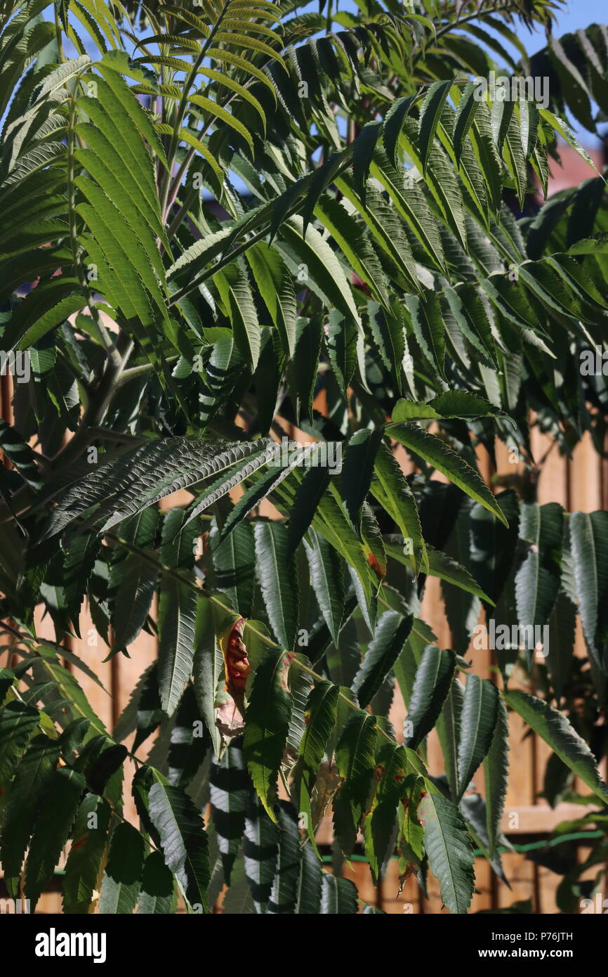 Staghorn Sumac Baum im Garten Rhus typhina Stockfoto