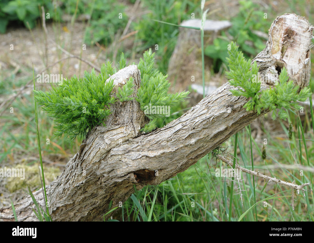 Gemeinsame Stechginster (Ulex europaeus) frei Sprossen und regeneriert, wenn alte Äste sind stark zurück geschnitten. Dungeness Nature Reserve, Dungeness, Kent, Großbritannien. Stockfoto