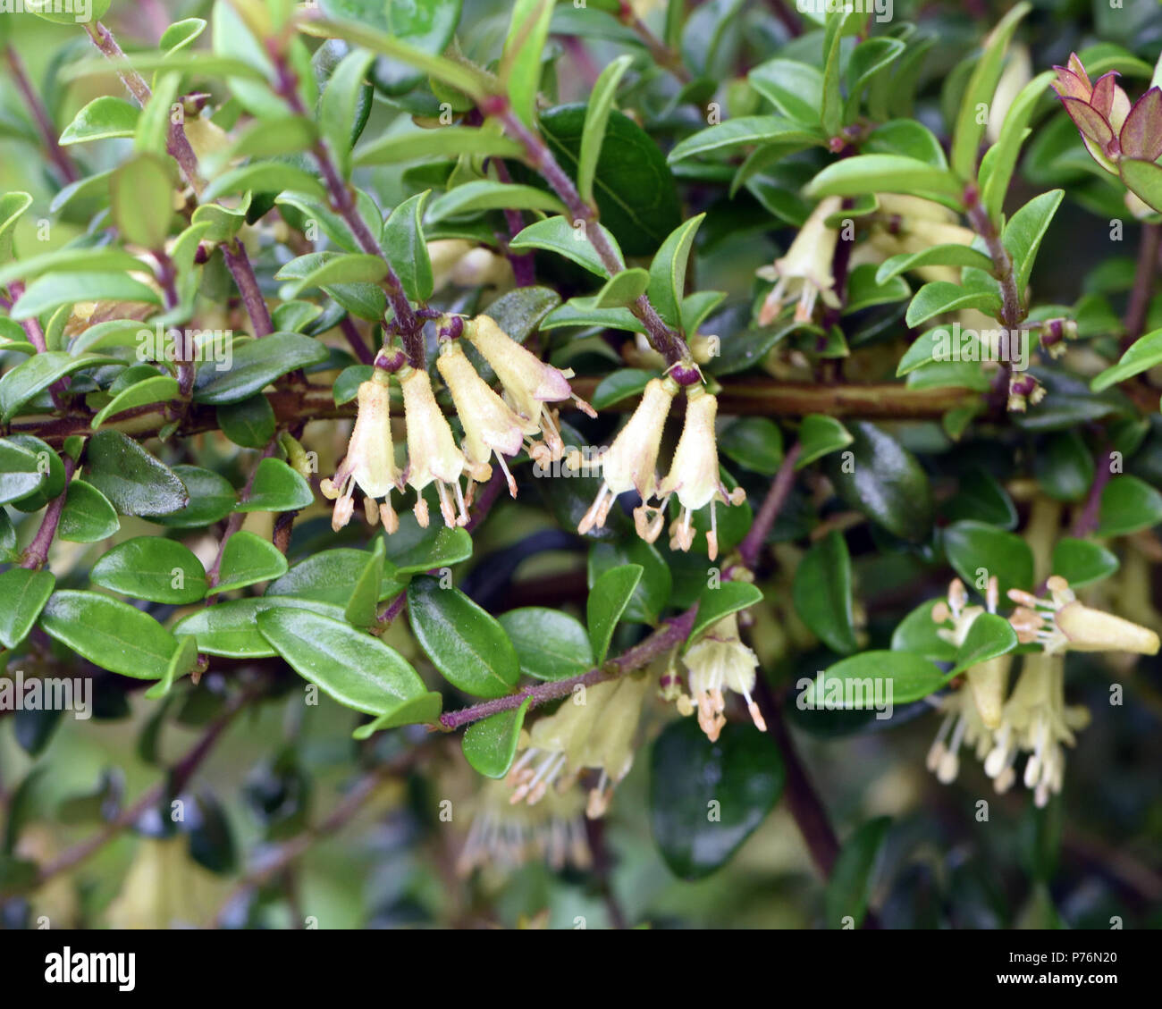 Blumen von Wilson's Geiblatt (Lonicera nitida). Dieser immergrne Strauch  nicht oft Blume, aber wenn es kleine creme Blumen sind in spr produziert  Stockfotografie - Alamy