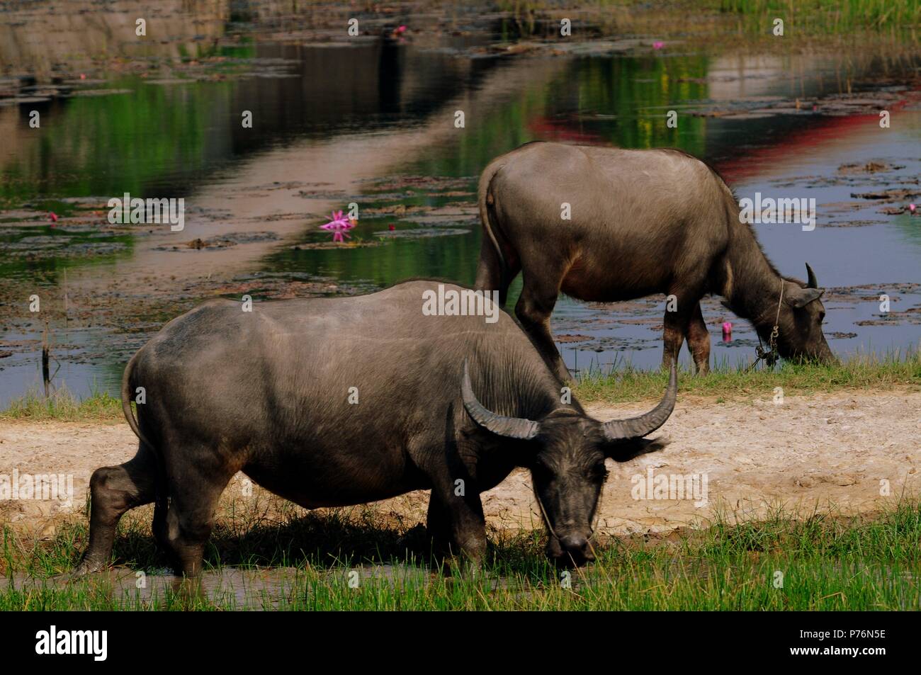 Asiatische Wasserbüffel essen ein Gras in der Nähe von Battambang, Kambodscha Stockfoto