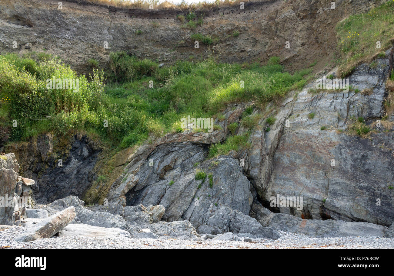 Gefaltete mudstone Antiklinale Gesteinsschichten mit Quarzadern auf einem exponierten Felsen an der Küste in West Cork, Irland durch geologische Bewegung gefaltet Stockfoto